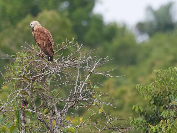 <h3><a href="/trips/costa-rica/biota/animalia/chordata/aves/017 accipitriformes/004 accipitridae/busarellus nigricollis/busarellus nigricollis-nl.html">Busarellus&nbsp;nigricollis</a> / Black‑collared&nbsp;hawk / Moerasbuizerd</h3>OM-1 Mark II met M.300mm F4.0 + MC-14, 1/800 sec  bij F5.6, ISO 10000